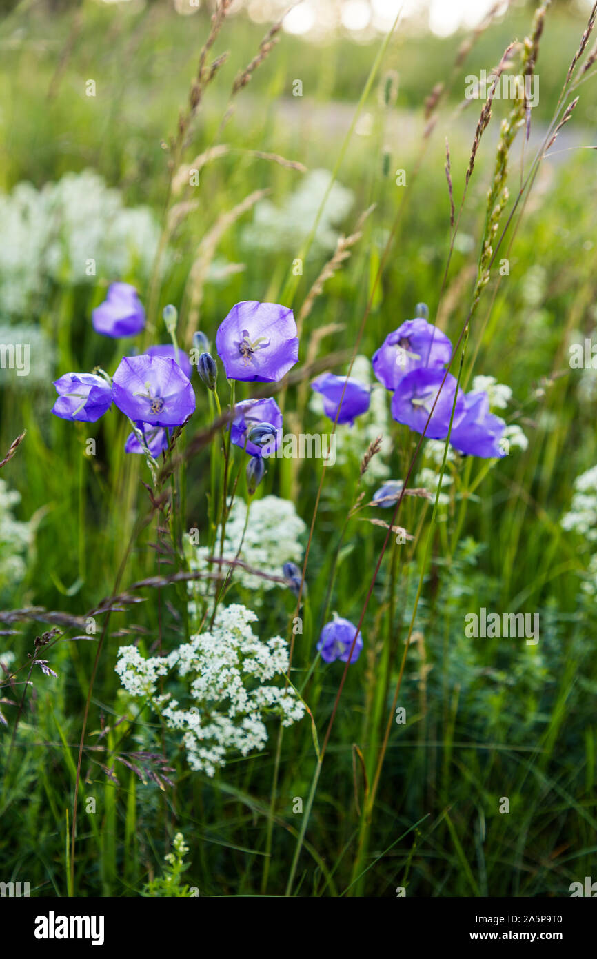 Fleurs pourpres Banque D'Images