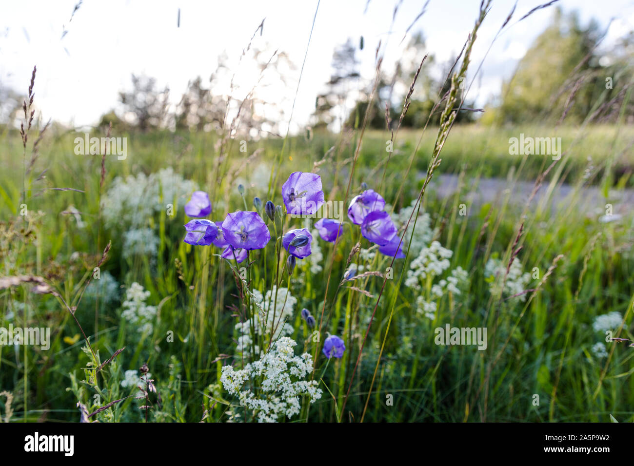 Fleurs pourpres Banque D'Images