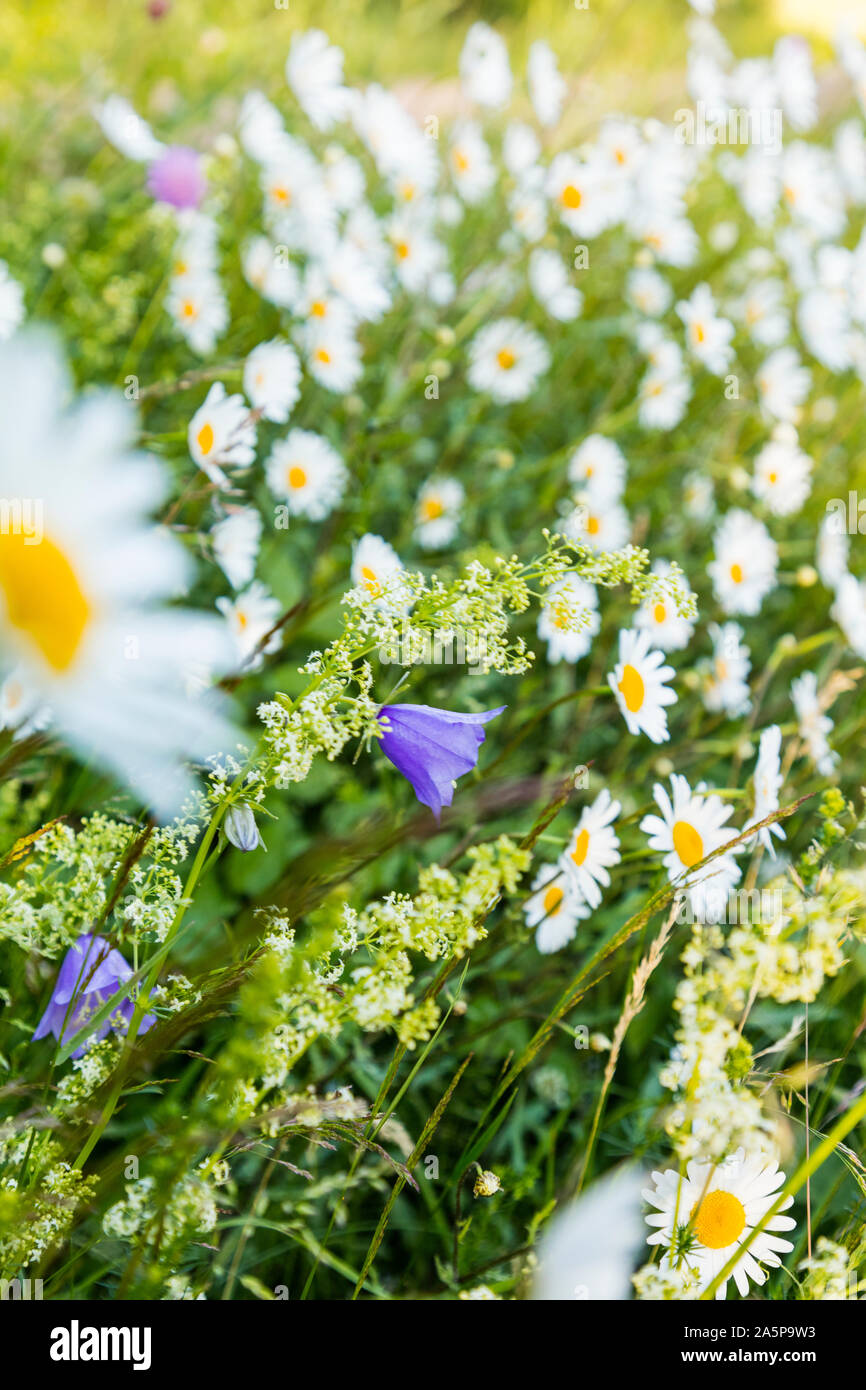 Fleurs sauvages Banque D'Images
