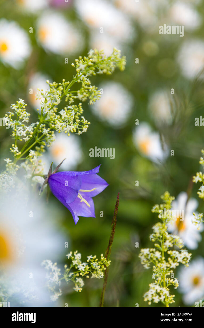 Fleur pourpre Banque D'Images