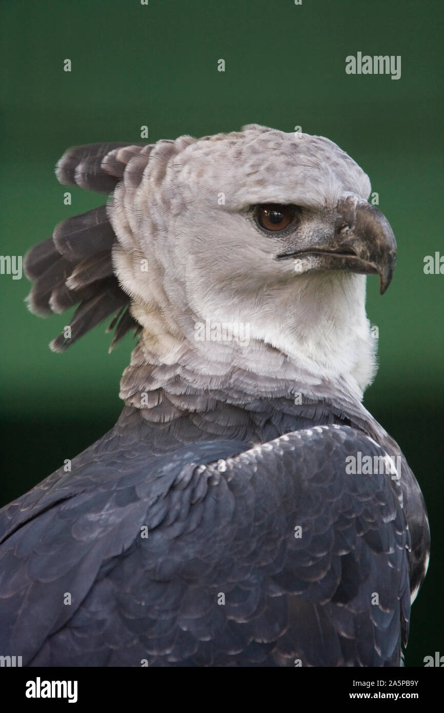 (Harpia harpyja HARPIE) Guyana, en Amérique du Sud. Prisonnier Banque D'Images