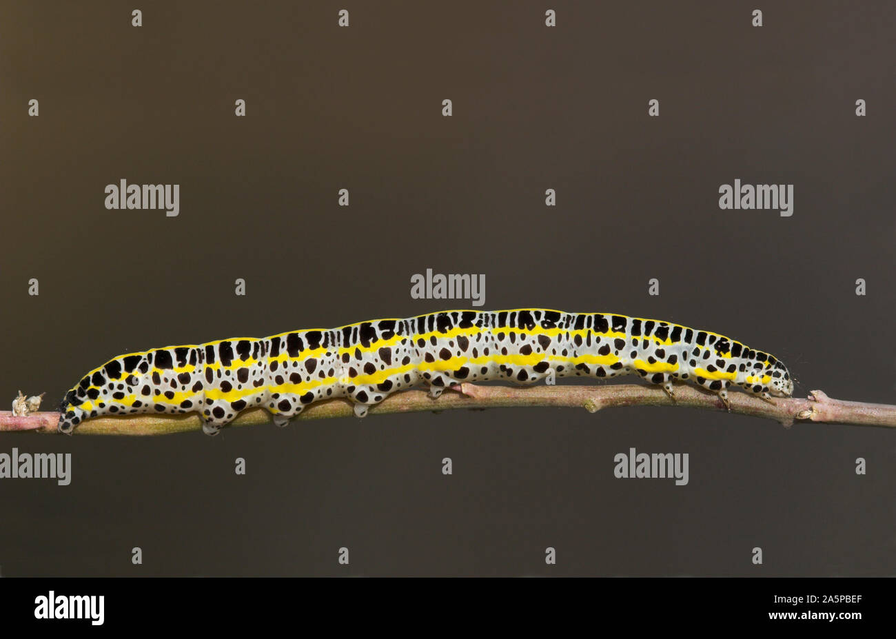 MULLEIN moth chenille Cucullia verbasci London, UK. Banque D'Images
