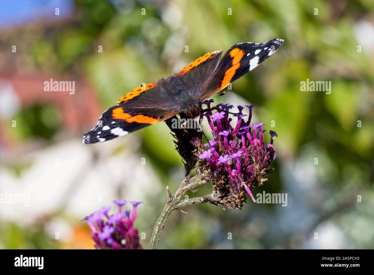 Un papillon amiral rouge (Vanessa atalanta) se régale sur une plante de verveine sous le soleil chaud aujourd'hui dans l'East Sussex, Royaume-Uni. Crédit : Ed Brown/Alamy Live News Banque D'Images