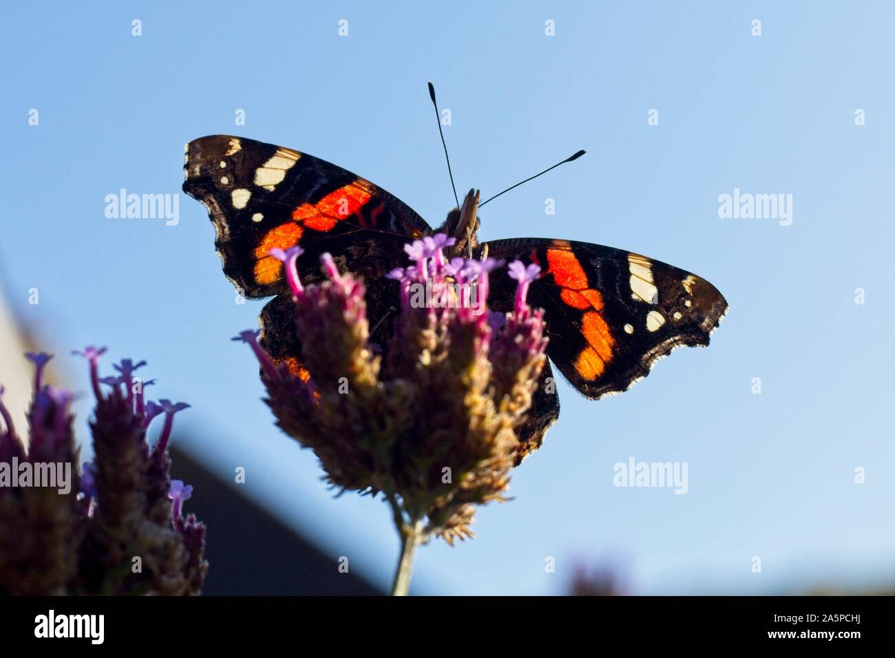Un papillon amiral rouge (Vanessa atalanta) se régale sur une plante de verveine sous le soleil chaud aujourd'hui dans l'East Sussex, Royaume-Uni. Crédit : Ed Brown/Alamy Live News Banque D'Images