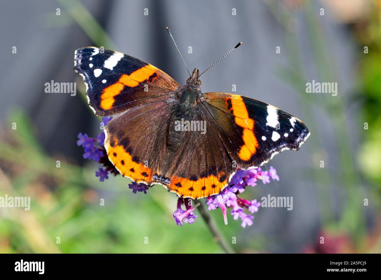 Un papillon amiral rouge (Vanessa atalanta) se régale sur une plante de verveine sous le soleil chaud aujourd'hui dans l'East Sussex, Royaume-Uni. Crédit : Ed Brown/Alamy Live News Banque D'Images