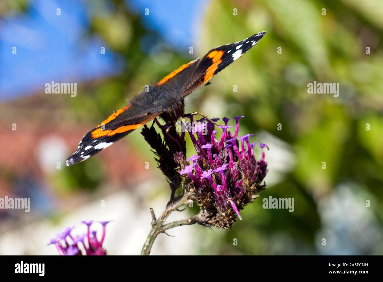 Un papillon amiral rouge (Vanessa atalanta) se régale sur une plante de verveine sous le soleil chaud aujourd'hui dans l'East Sussex, Royaume-Uni. Crédit : Ed Brown/Alamy Live News Banque D'Images