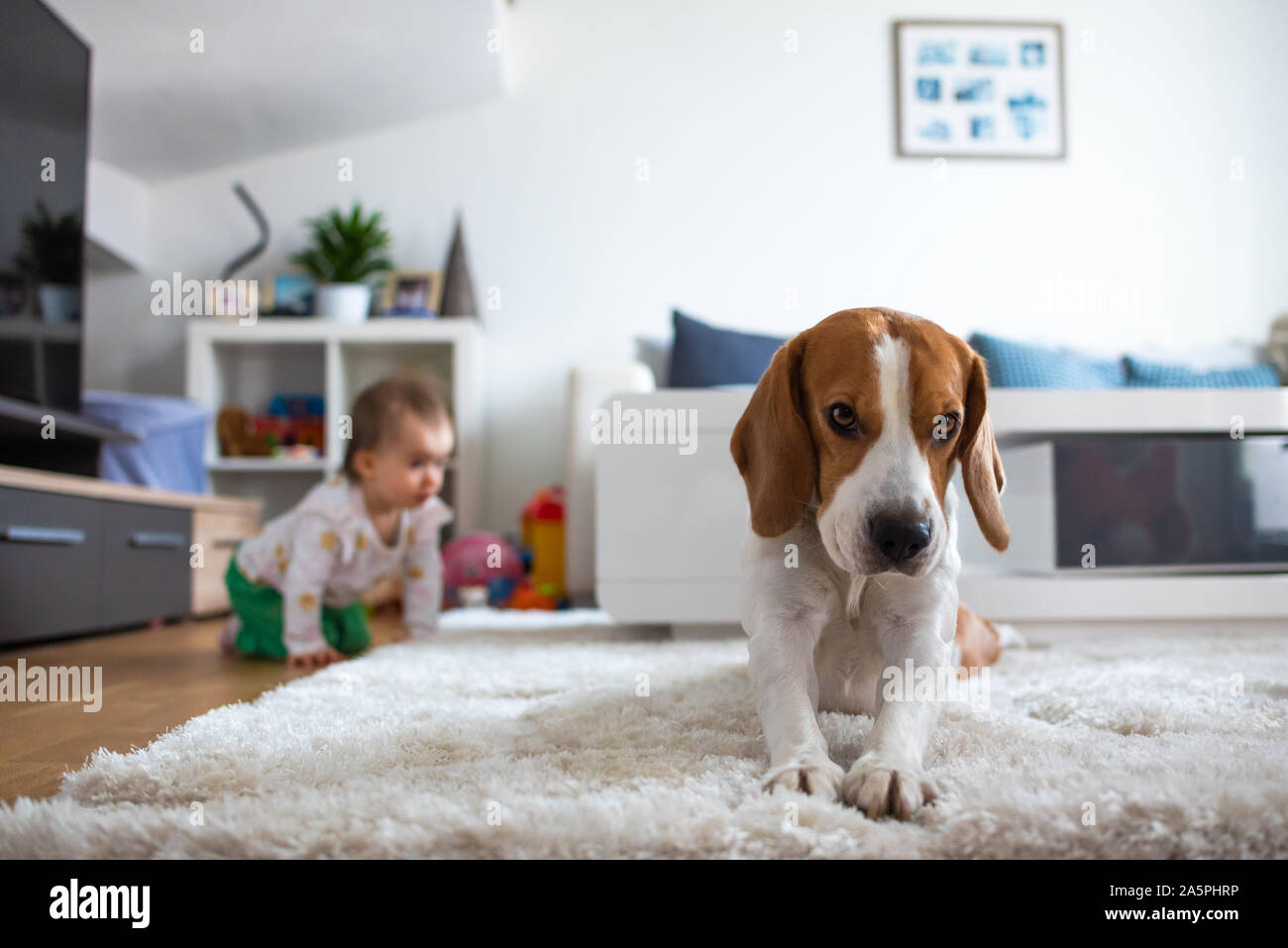 Adorable Chien Beagle Sur Tapis Bebe A 4 Pattes En Arriere Plan Photo Stock Alamy Adorable Chien Beagle Sur Tapis Bebe A 4 Pattes En Arriere Plan Photo Stock Alamy
