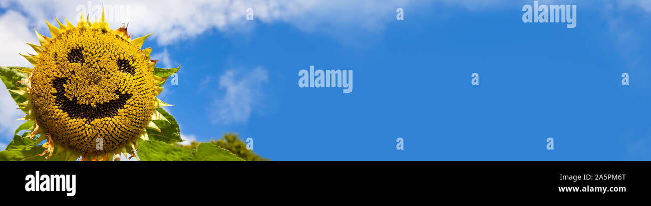 Tournesol panoramique avec un smiley créé dans ses graines en bannière web panorama blue sky Banque D'Images