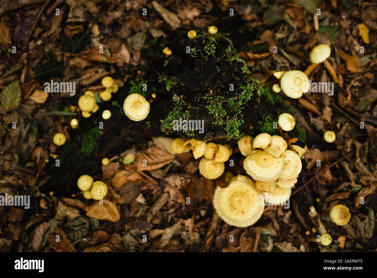 Close-up de champignons dans la forêt Banque D'Images