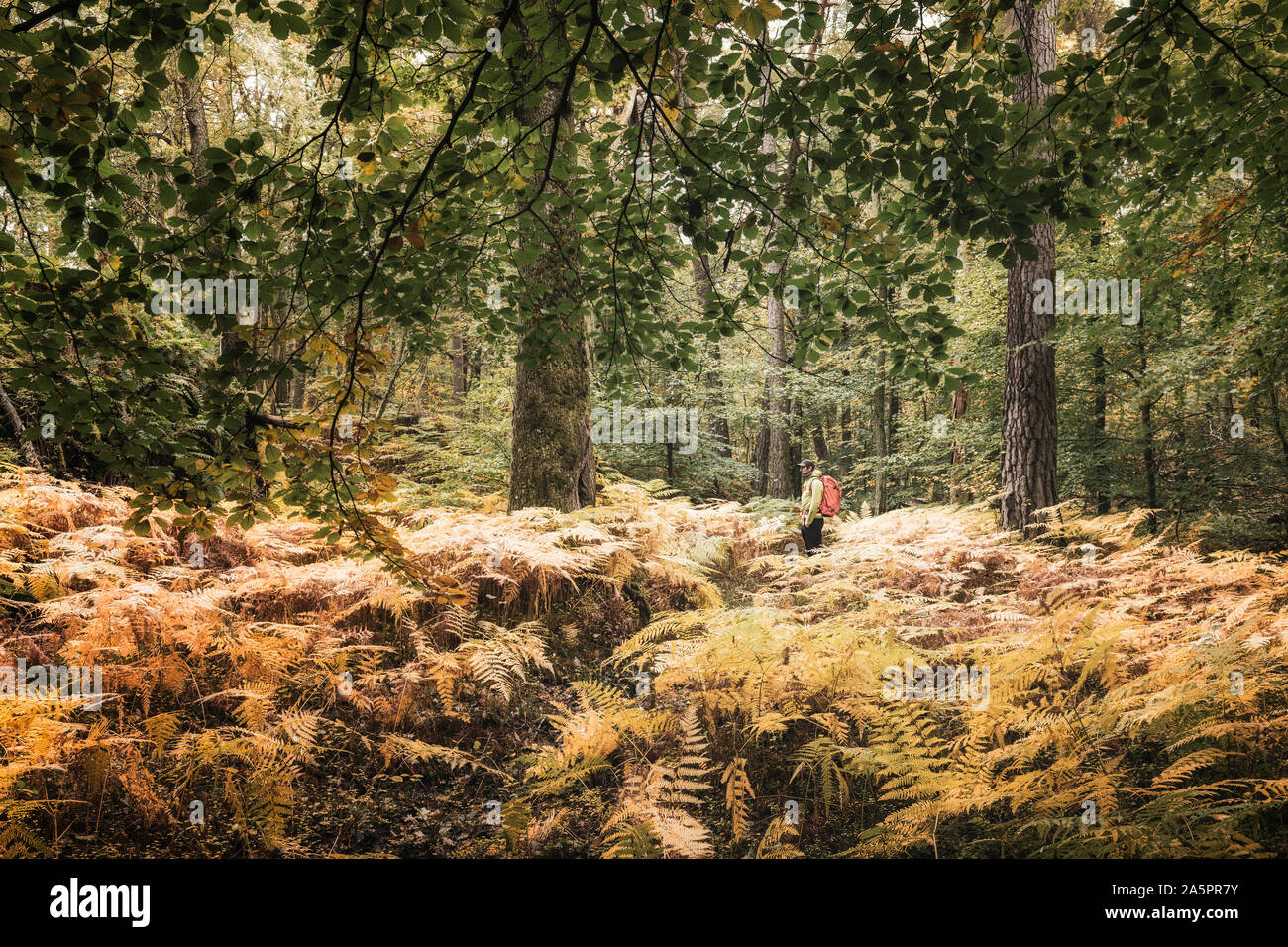 Man hiking in forest Banque D'Images