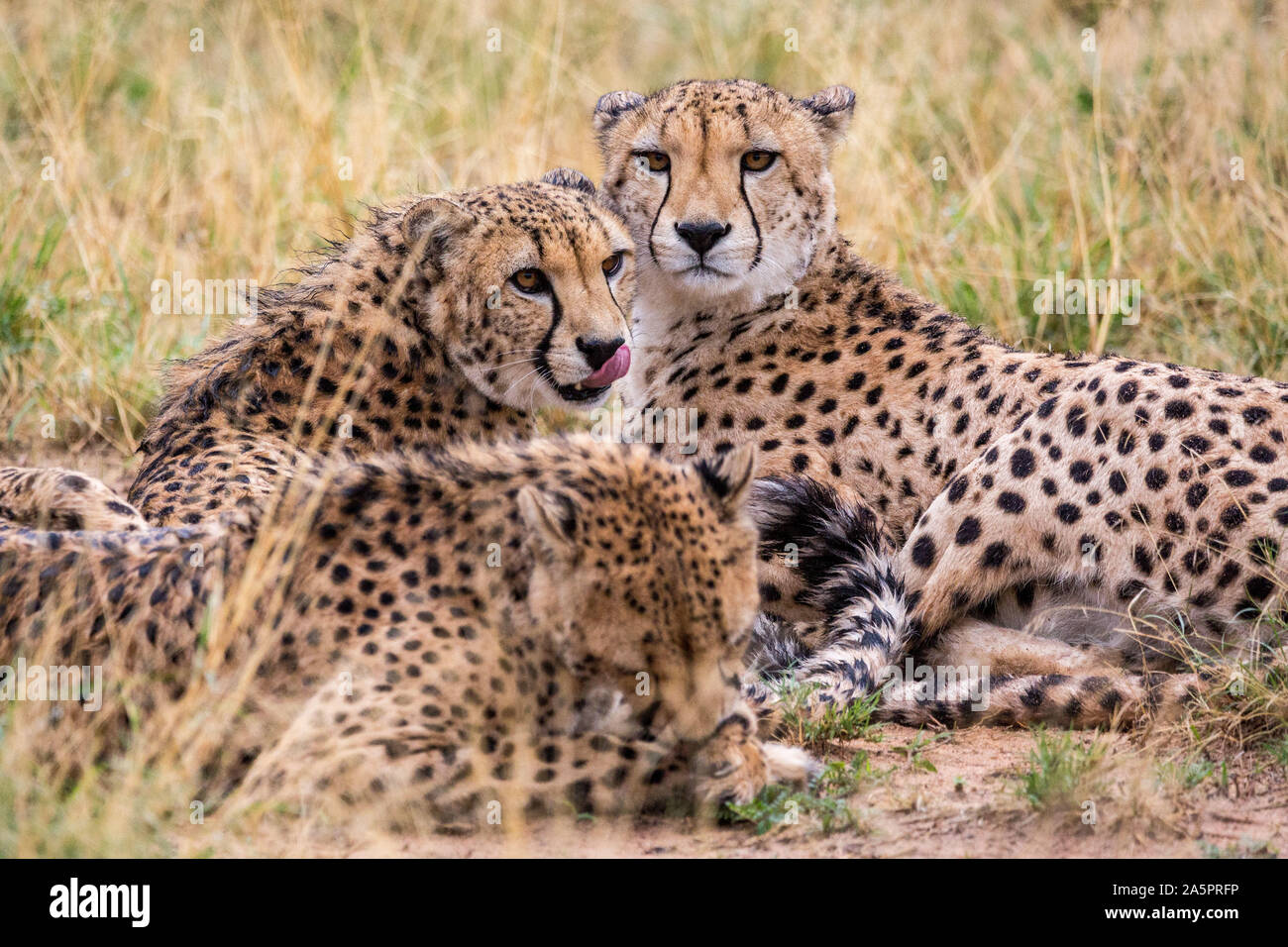 Trois guépards se coucher dans l'herbe, l'une lèche son nez, Namibie, Afrique Banque D'Images