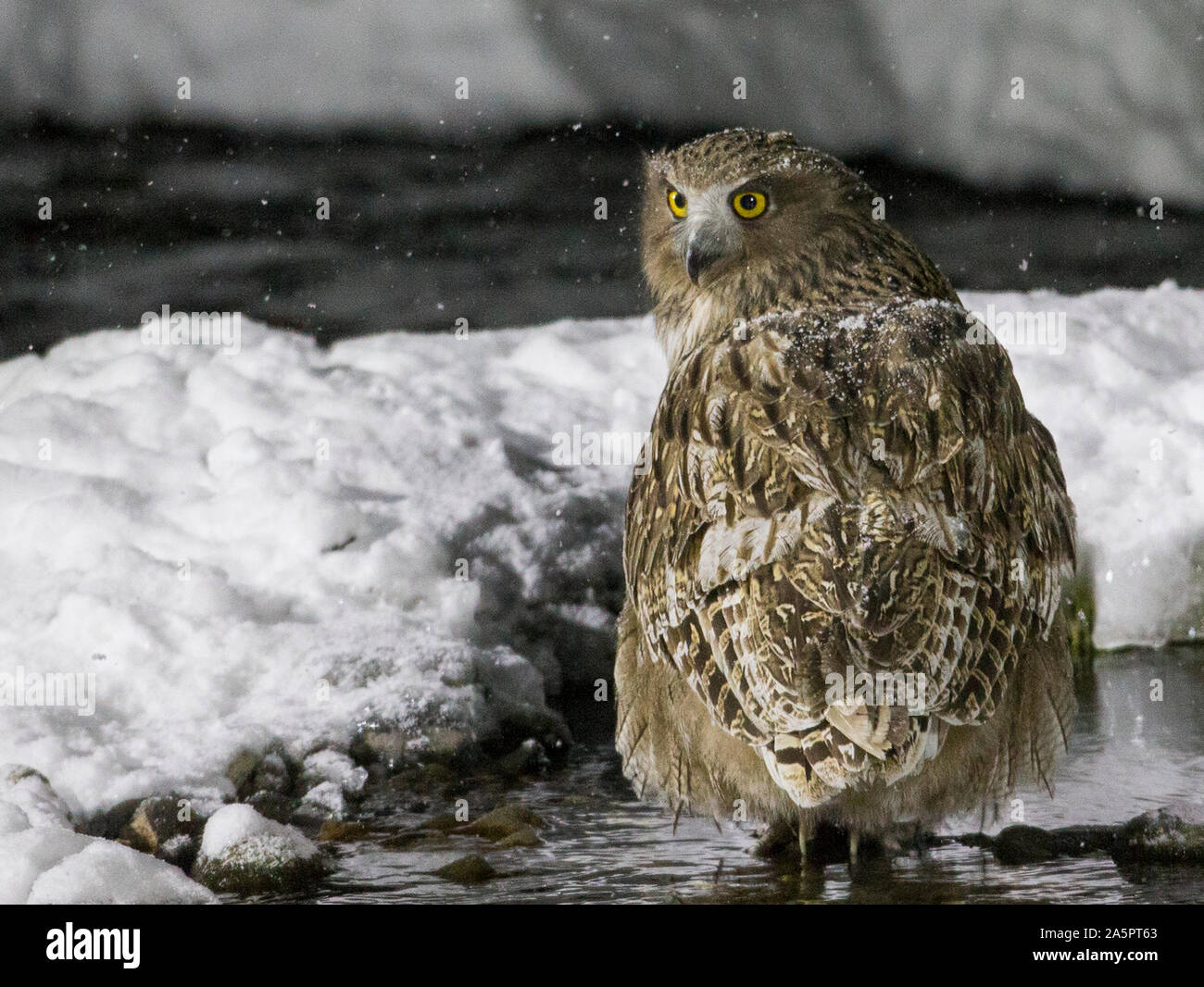 Blakistons hibou Banque D'Images
