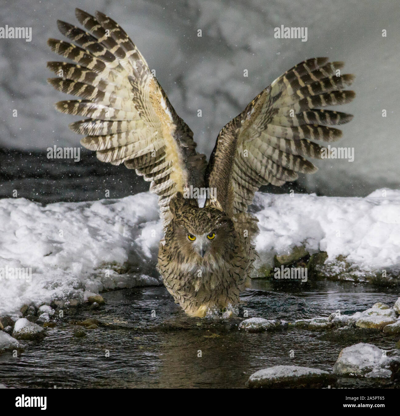 Blakistons chasse hibou Banque D'Images