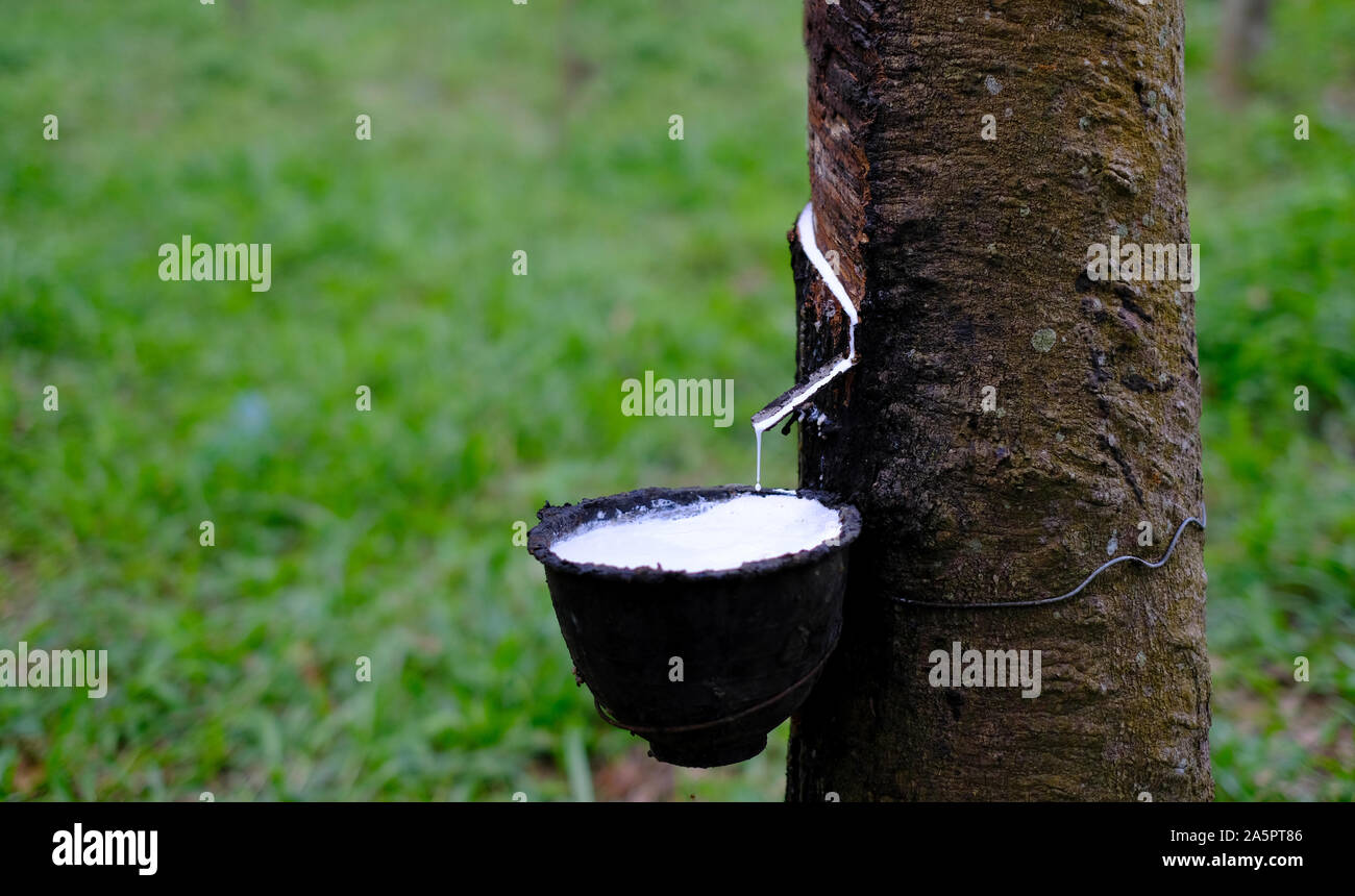 Latex laiteux frais s'écoule de l'arbre caoutchouc para dans un bol en plastique à l'arrière-plan flou Banque D'Images