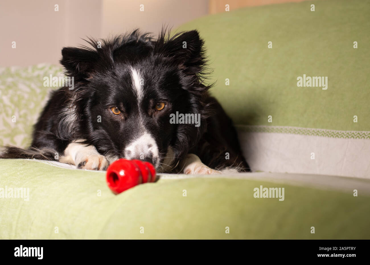 Un magnifique border collie puppy regarde son Kong sur le canapé Photo  Stock - Alamy