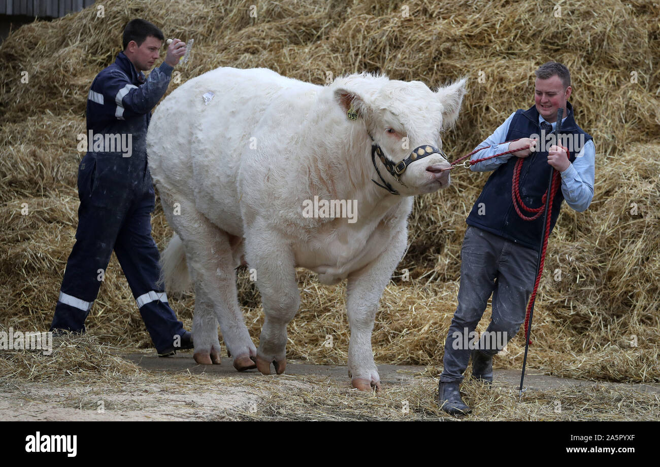 Un taureau Charolais à la vente à Stirling Stirling bull Centre agricole. PA Photo. Photo date : mardi 22 octobre, 2019. Voir les animaux histoire PA Les taureaux. Crédit photo doit se lire : Andrew Milligan/PA Wire Banque D'Images