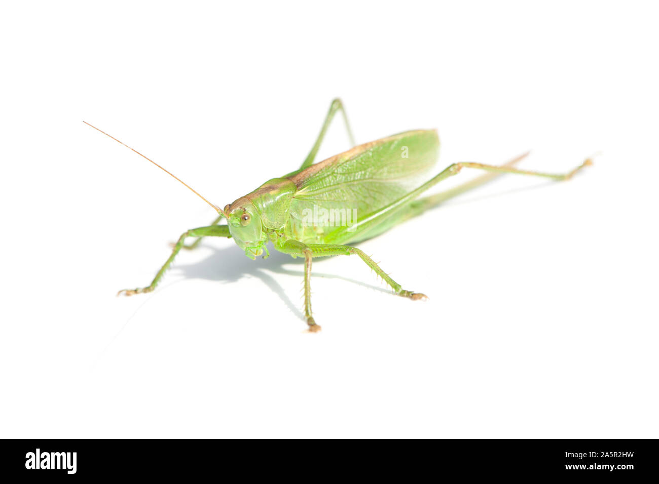 Close up de la grande sauterelle isolé sur fond blanc Banque D'Images
