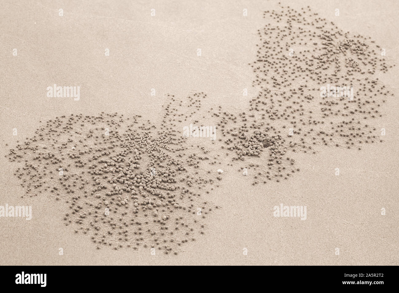 Résumé motif naturel avec de petites billes sur sable côtières faites par le sable crabe bubbler Banque D'Images