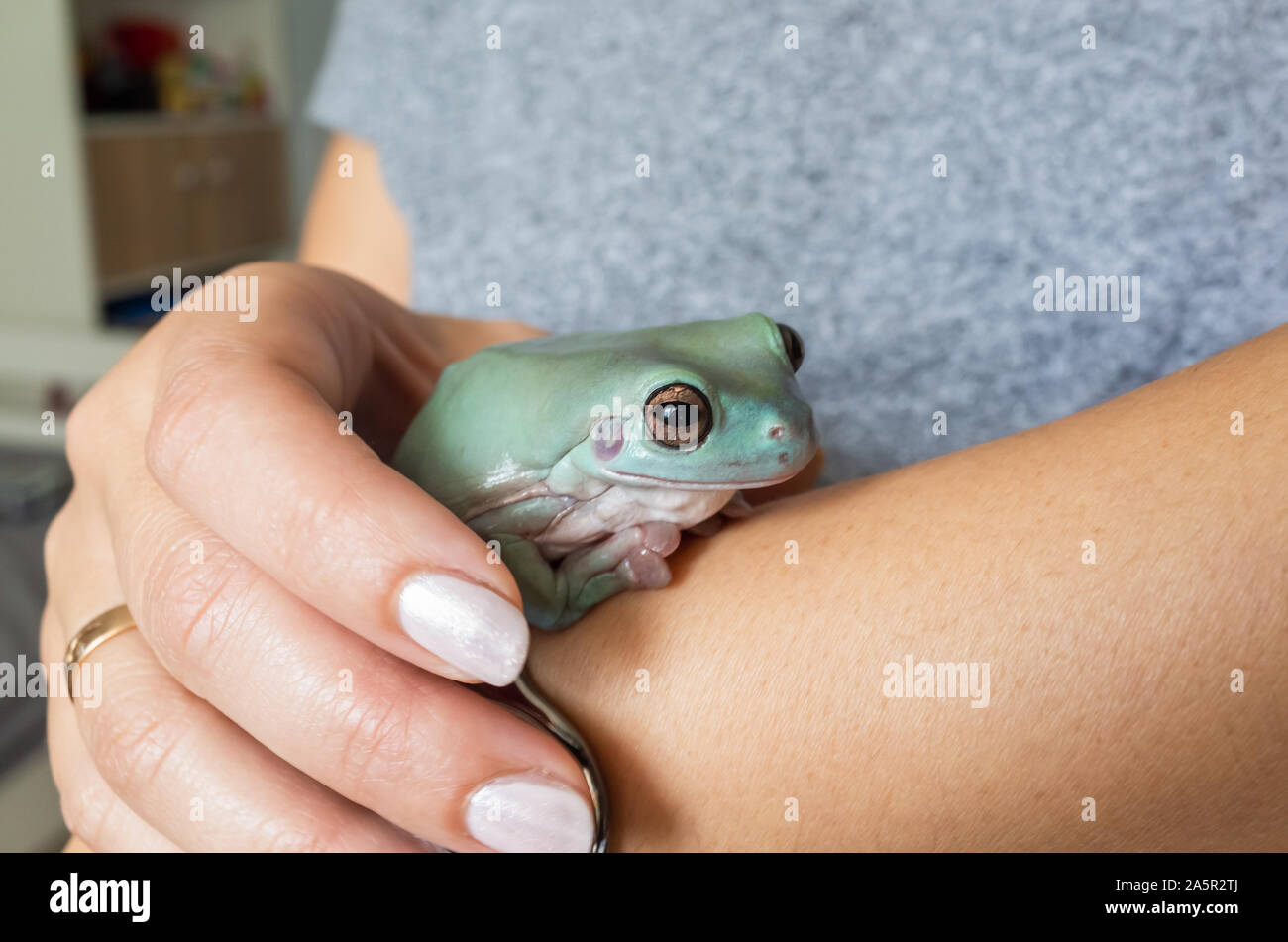 Phyllomedusa sauvagii, communément connue sous le nom de rainette singe cireuse assis dans les mains, c'est une espèce de grenouille de la famille des Hylidés Banque D'Images