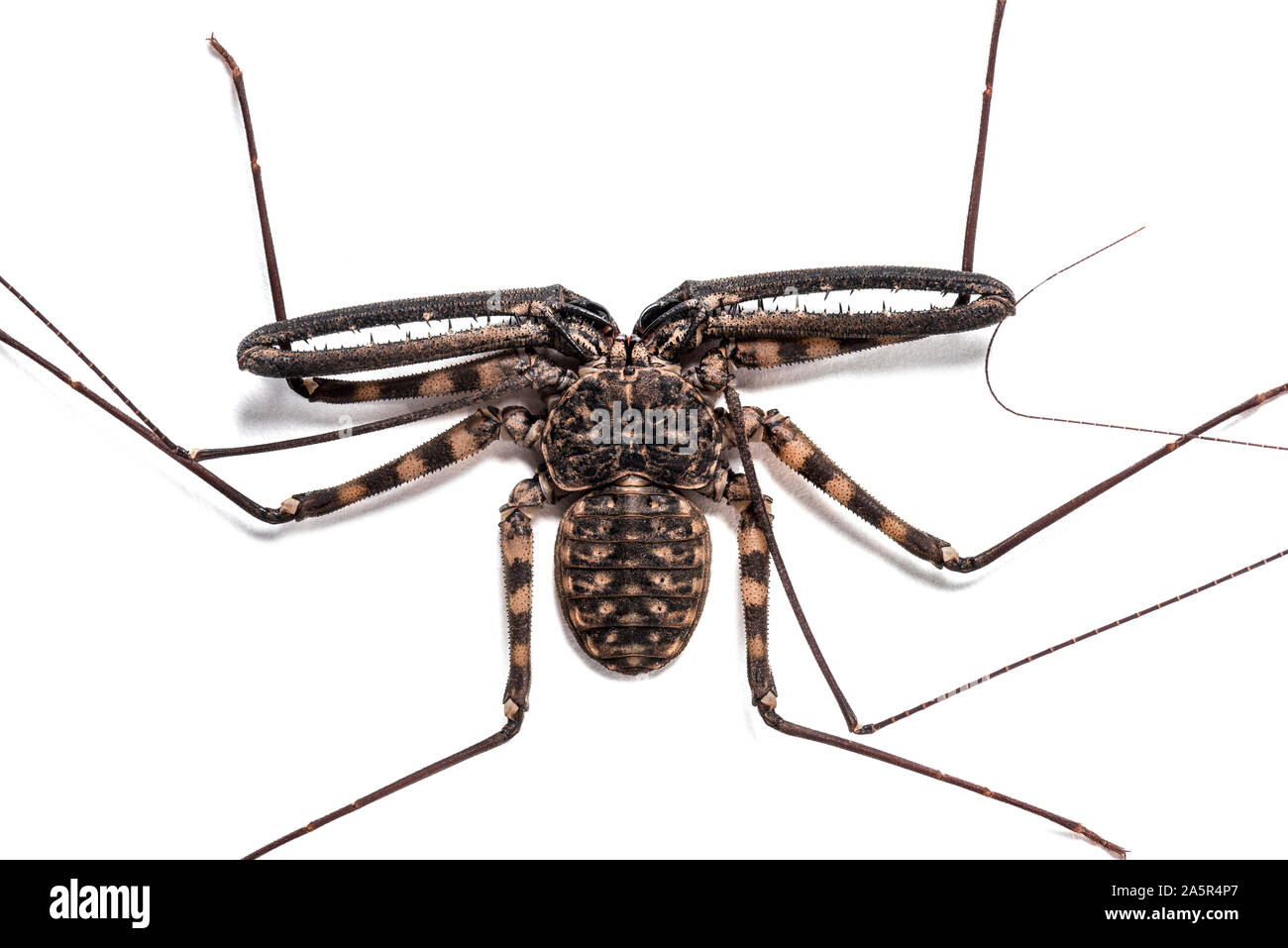 Damon diadema est une espèce d'amblypygid, parfois sous le fouet sans queue ou Amblypygid scorpion géant, in front of white background Banque D'Images