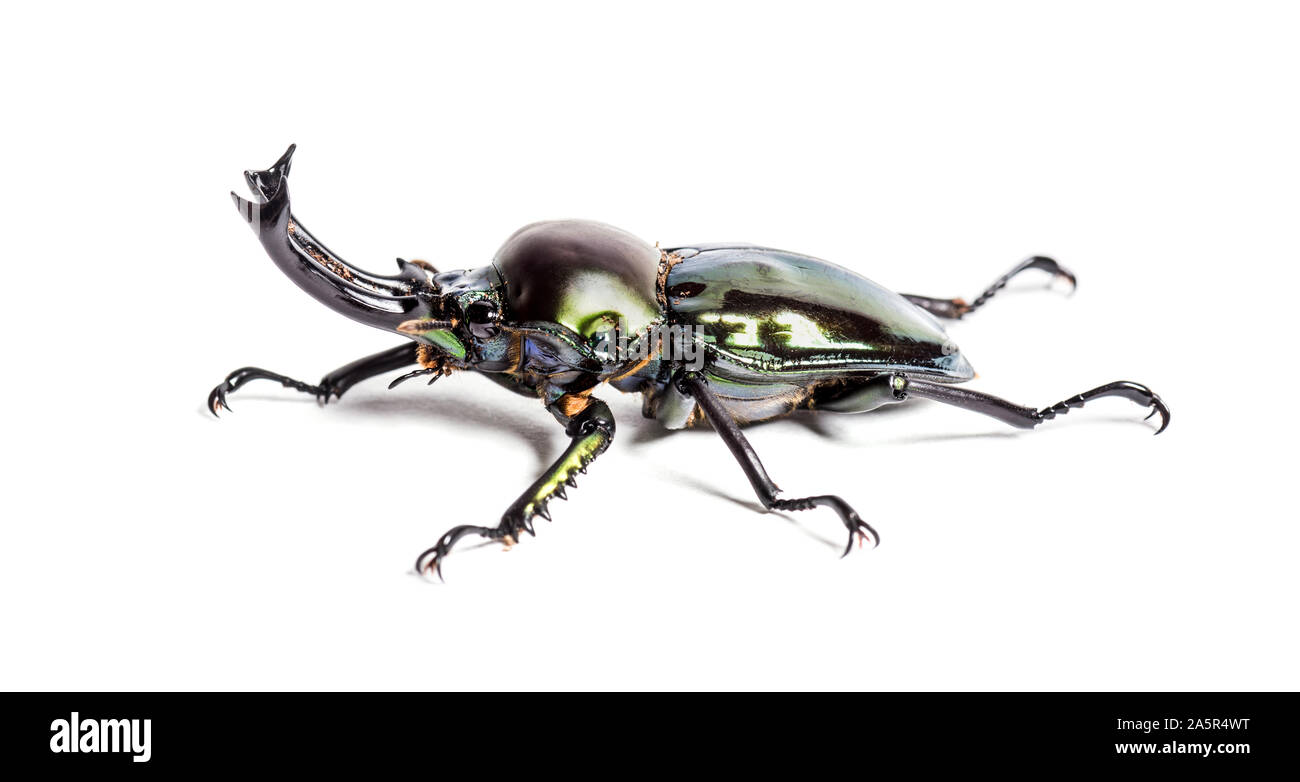 Stag beetle arc-en-ciel, Phalacrognathus muelleri, in front of white background Banque D'Images