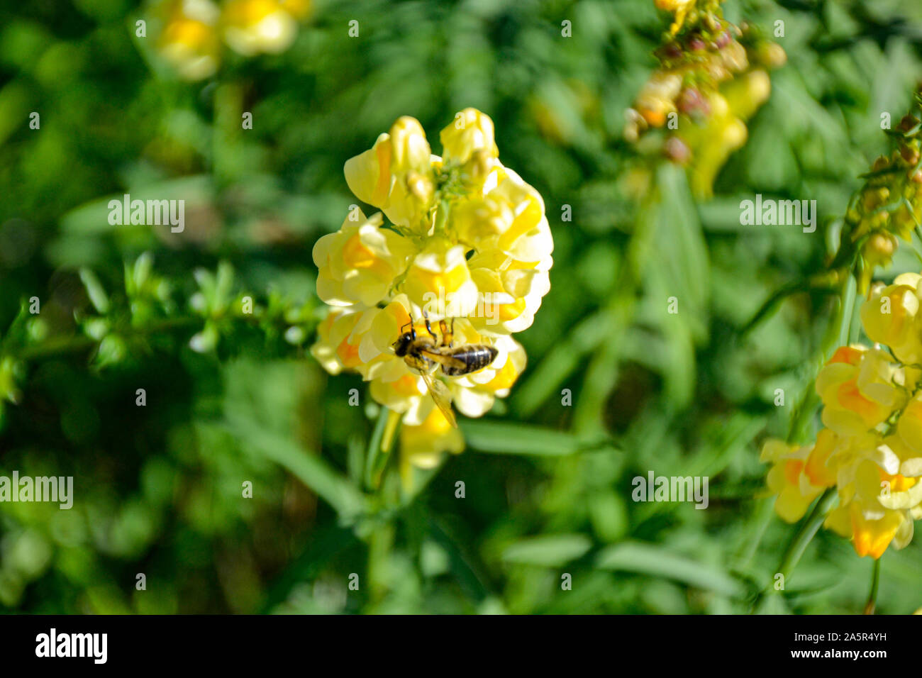 Blumen mit Bienen / Garten / Schlossgarten im Schloss Filseck à Uhingen/Göppingen Banque D'Images