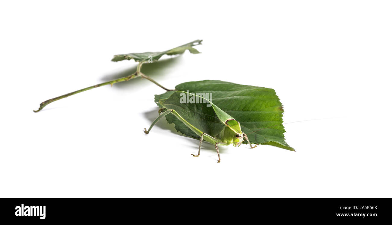 Katydid Stilpnochlora couloniana, géant, on leaf in front of white background Banque D'Images