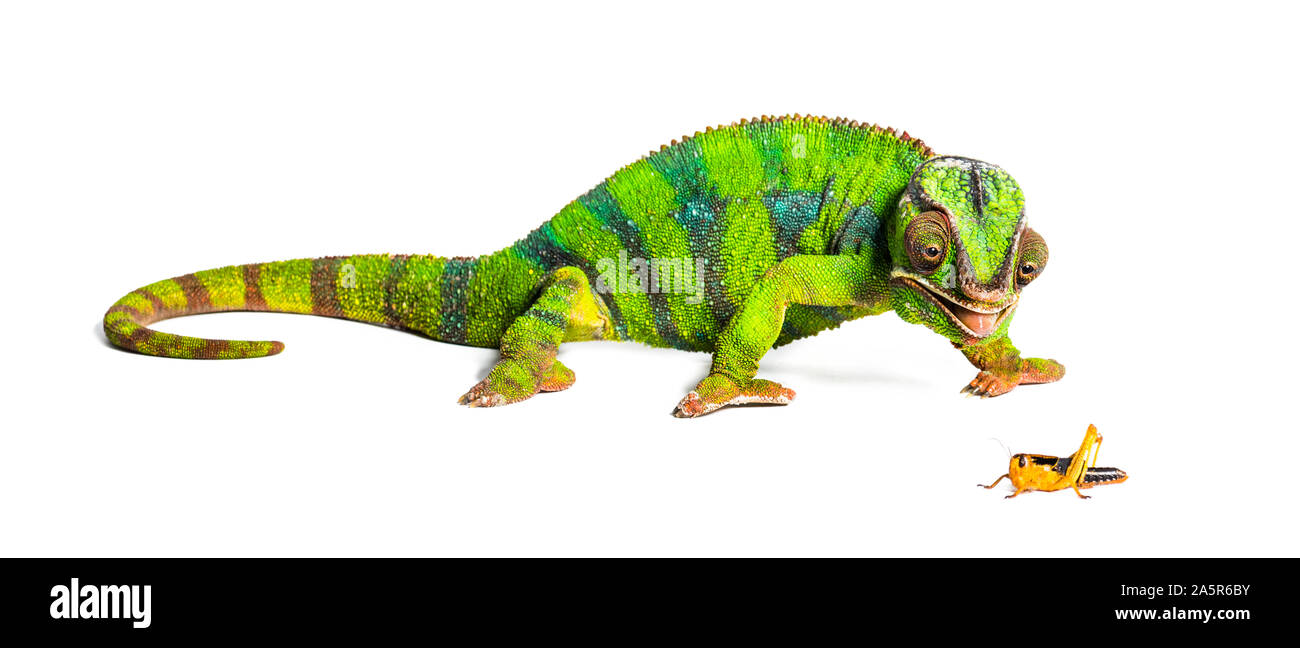 Caméléon panthère, Furcifer pardalis, criquet migrateur manger in front of white background Banque D'Images