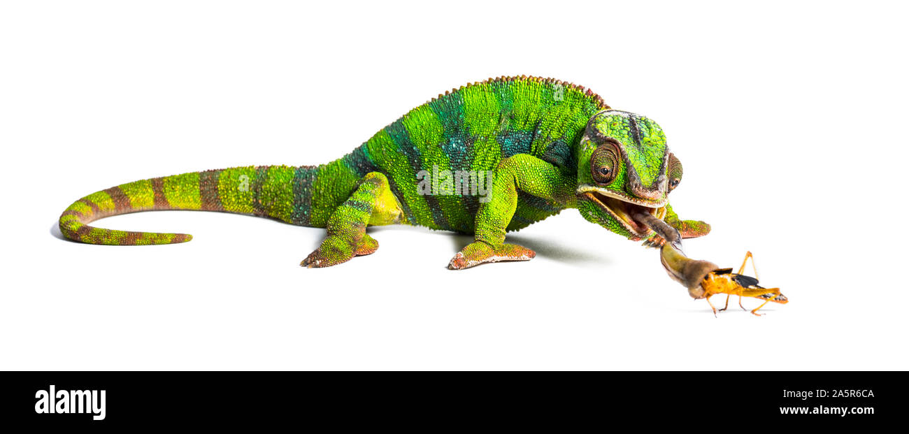 Caméléon panthère, Furcifer pardalis, criquet migrateur manger in front of white background Banque D'Images