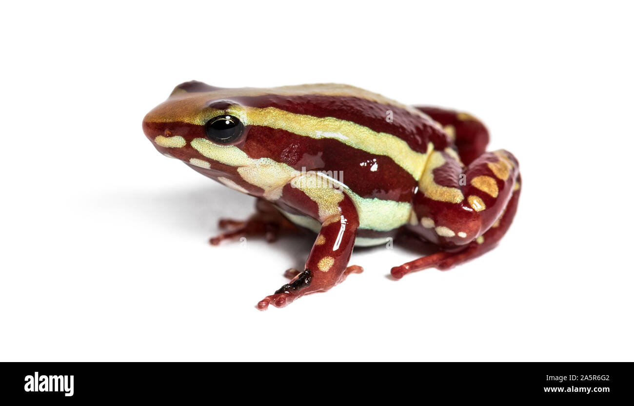 Anthony's poison grenouille Epipedobates anthonyi, flèche, in front of white background Banque D'Images