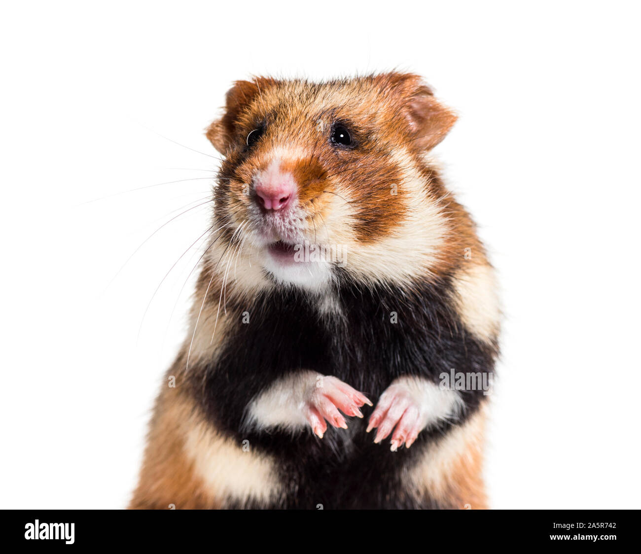 Grand hamster, Cricetus cricetus, in front of white background Banque D'Images