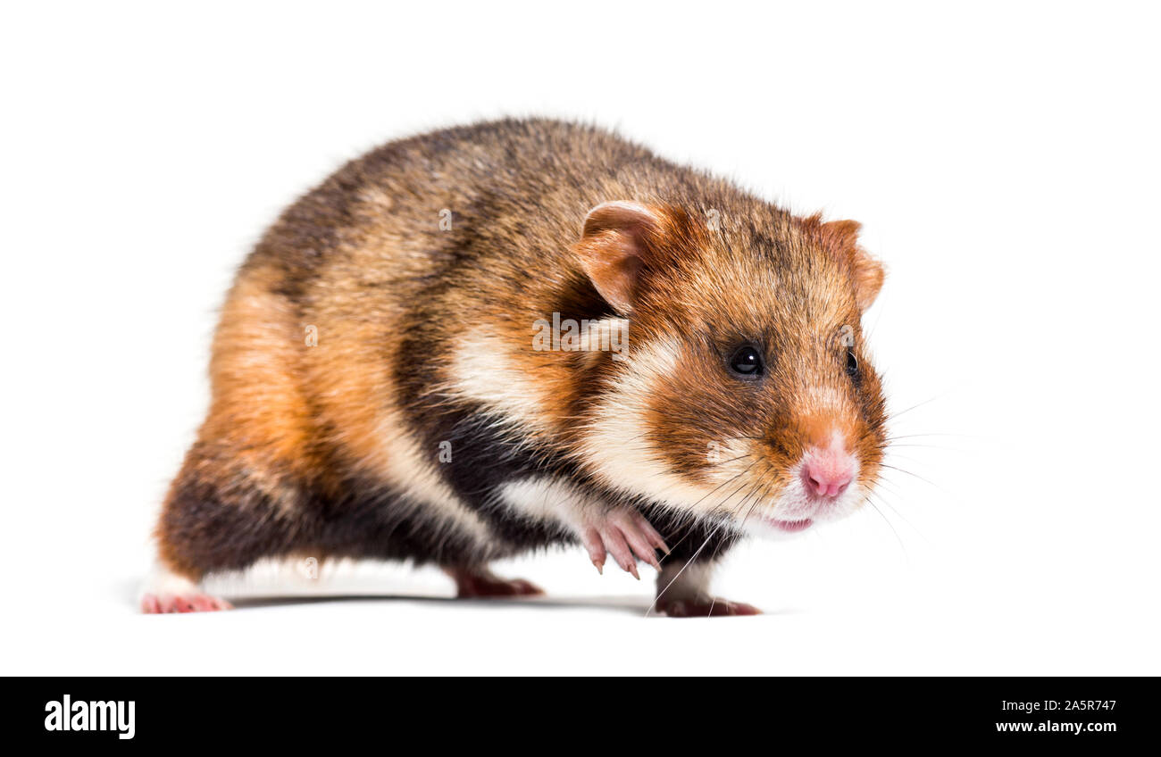 Grand hamster, Cricetus cricetus, in front of white background Banque D'Images