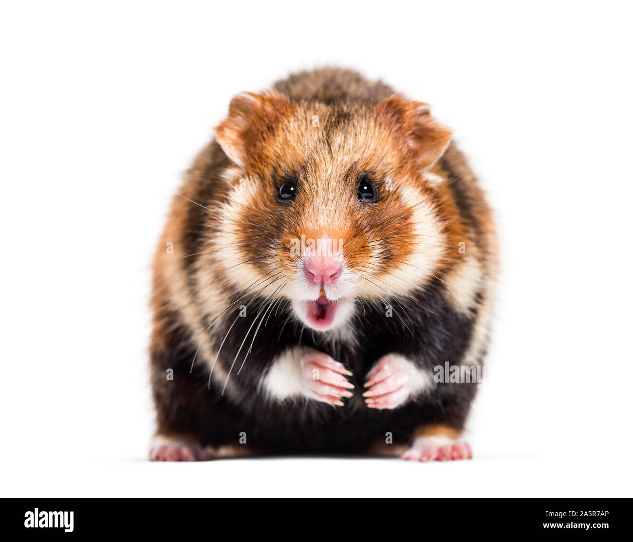 Grand hamster Cricetus cricetus, in front of white background Banque D'Images