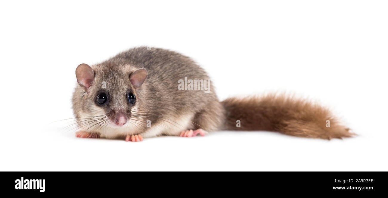 Loir ou la graisse, Loir Glis glis, in front of white background Banque D'Images