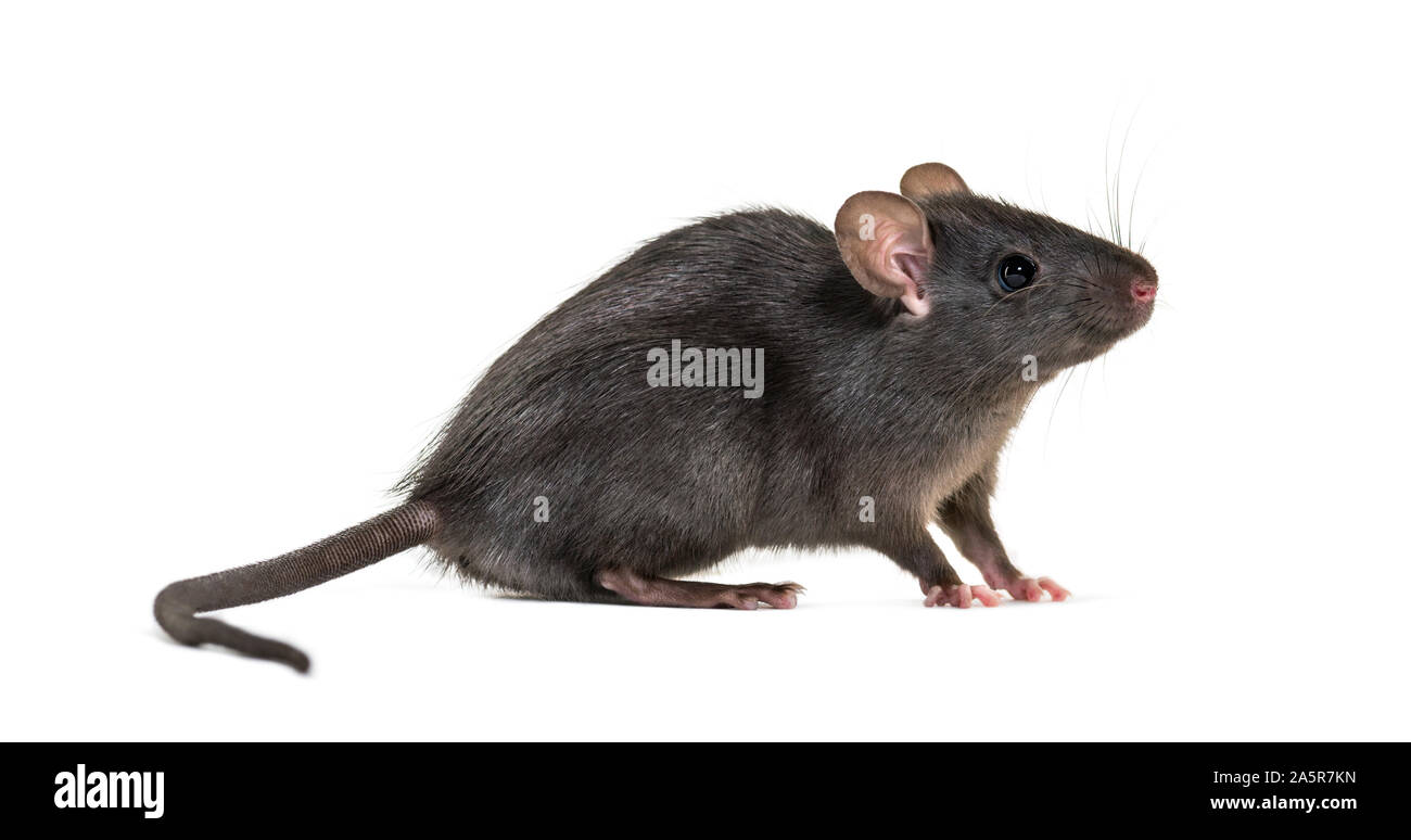 Le rat noir, Rattus rattus, in front of white background Banque D'Images