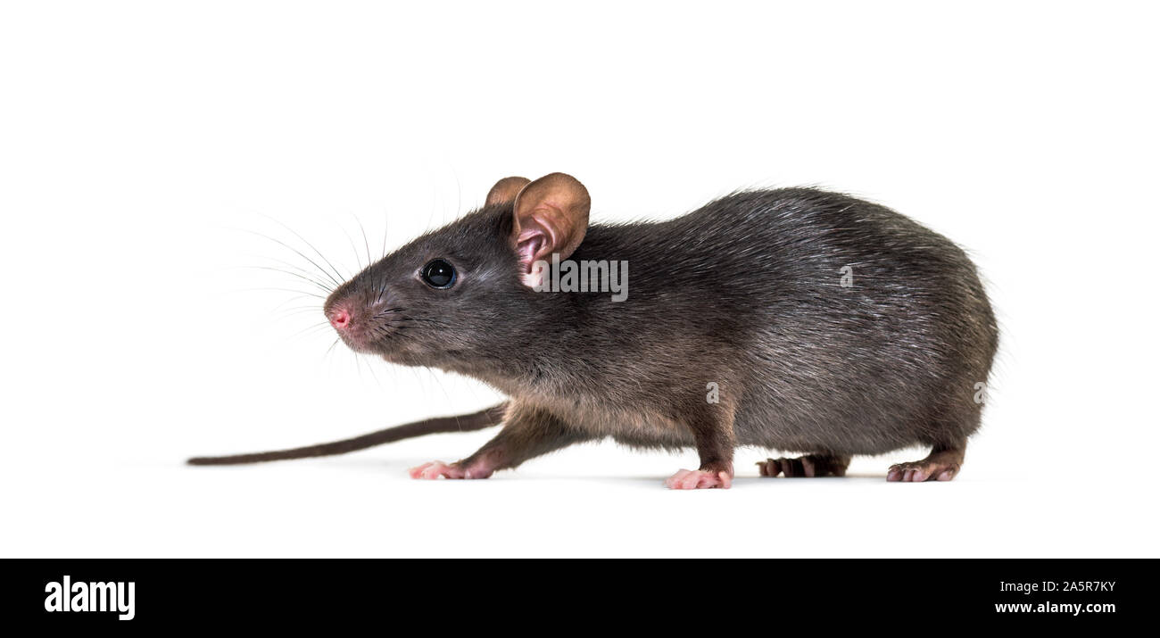 Le rat noir, Rattus rattus, in front of white background Banque D'Images