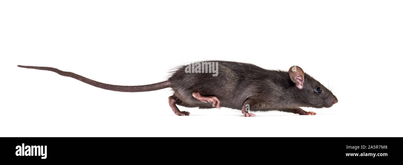 Le rat noir, Rattus rattus, in front of white background Banque D'Images