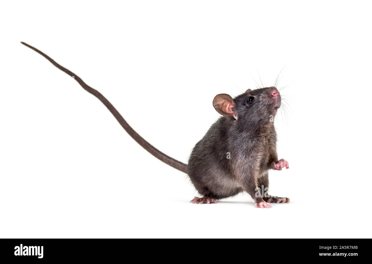 Le rat noir, Rattus rattus, in front of white background Banque D'Images