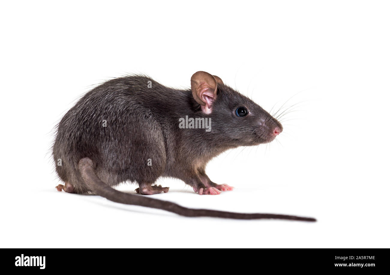 Le rat noir, Rattus rattus, in front of white background Banque D'Images