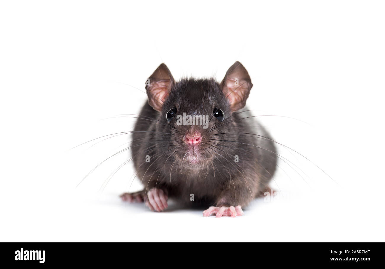 Le rat noir, Rattus rattus, in front of white background Banque D'Images