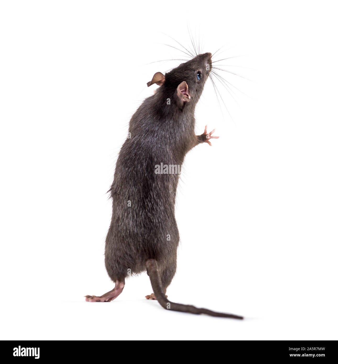 Le rat noir, Rattus rattus, in front of white background Banque D'Images
