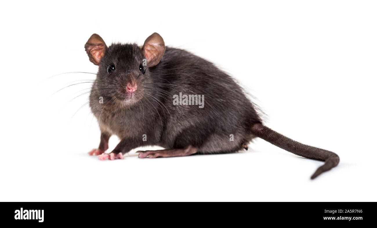 Le rat noir, Rattus rattus, in front of white background Banque D'Images