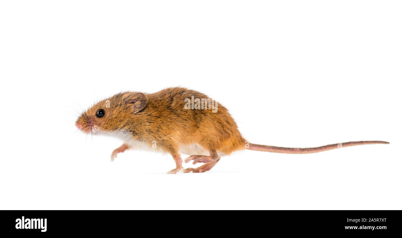 La récolte d'Eurasie, la souris Micromys minutus, in front of white background Banque D'Images