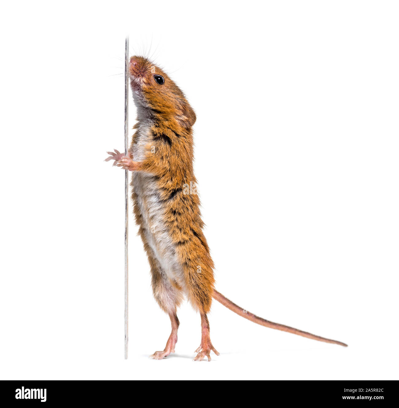 Souris d'Eurasie (Micromys minutus) Banque D'Images