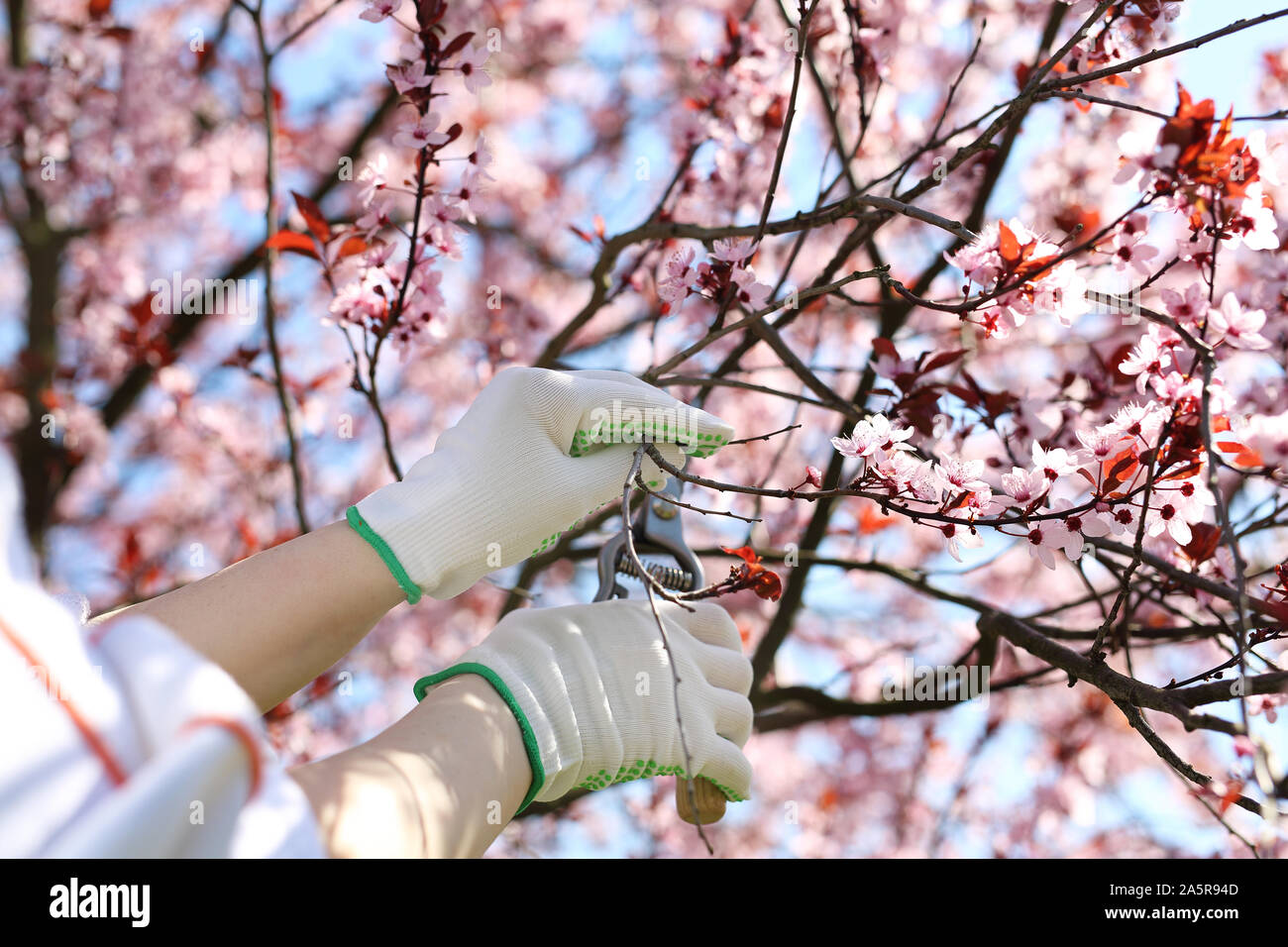 L'élagage de printemps des plantes. Soins des plantes dans le jardin Banque D'Images