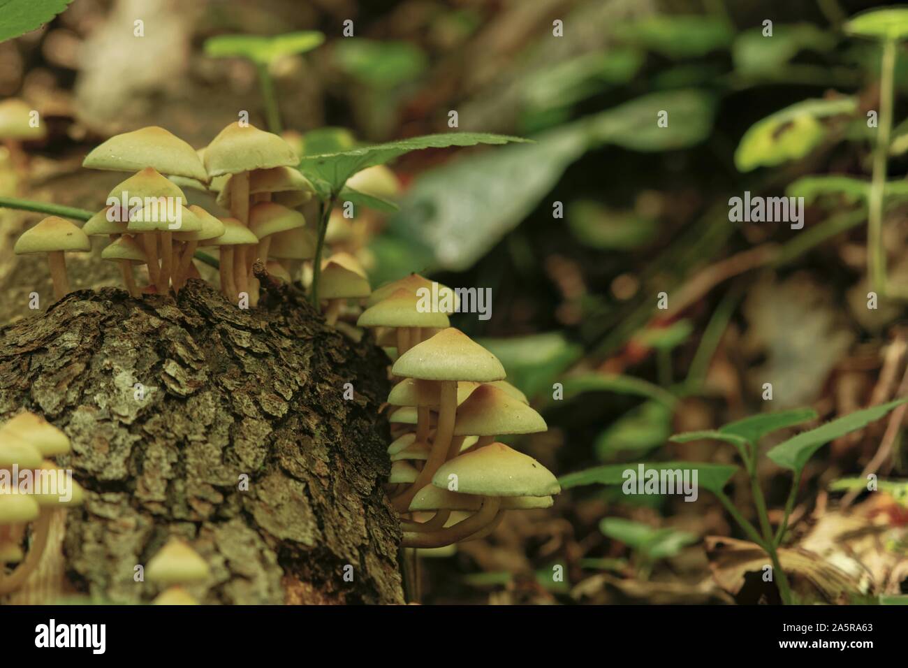 Touffe de soufre - Hypholoma fasciculare cluster de champignons sur un tronc d'arbre dans la nature à Polonezkoy à Istanbul. Banque D'Images