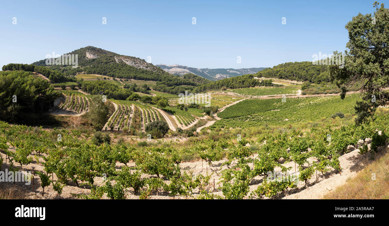 Les vignes et vignobles dans les Dentelles de Montmirail, en Provence, France. Banque D'Images