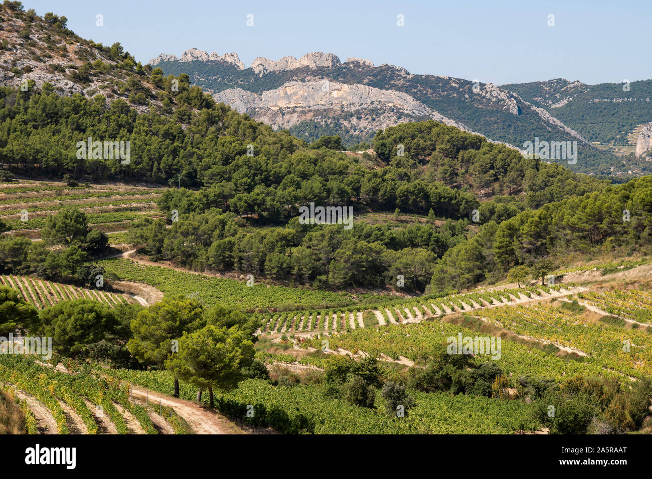 Les vignes et vignobles dans les Dentelles de Montmirail, en Provence, France. Banque D'Images
