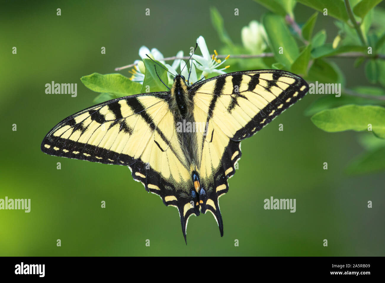 Eastern tiger swallowtail butterfly sur un Morrow's bush honeysuckle. Banque D'Images