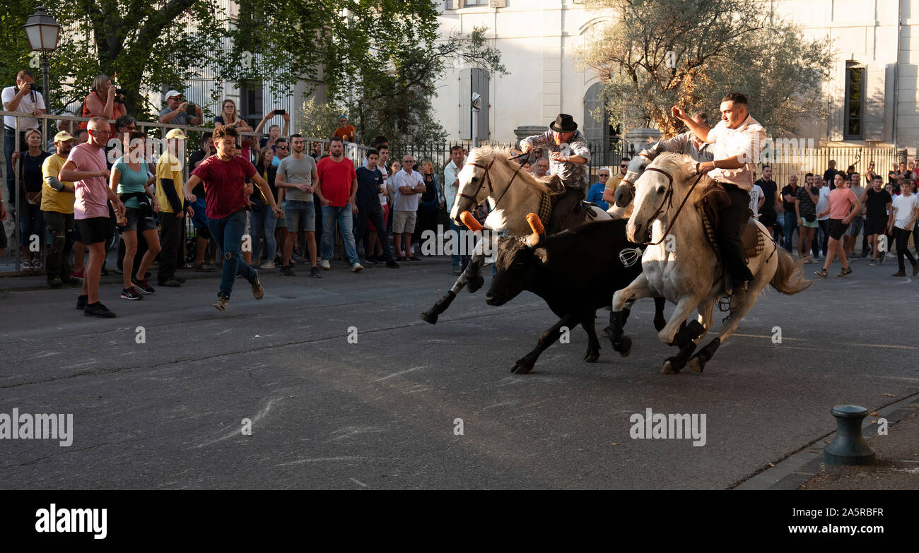 L'Encierro de San Remy, organisé par les gardiens de la Camargue, Provence, France Banque D'Images